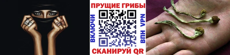 Галлюциногенные грибы Psilocybe  купить наркоту  Ясный 